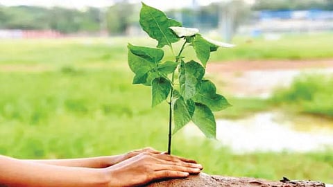 Nashik News | Seven thousand trees will be planted under N-Cap