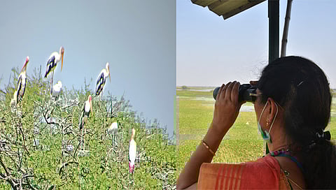 Photo : सफर नांदूरमध्यमेश्वर अभयारण्यातील पक्षी महोत्सवाची ; आज सांगता