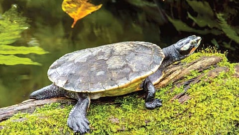 बर्लिन :डायनासोरच्या र्हासानंतरही ‘तरलेली’ कासवं!