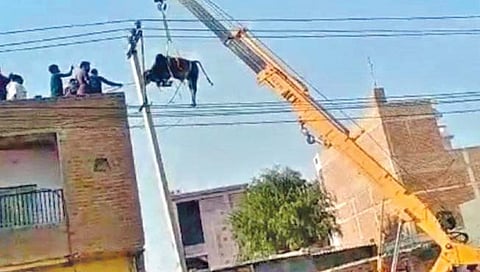 राजस्थान : दोन मजली इमारतीच्या छतावर गेला वळू!