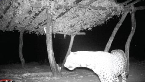 चिंचलेखैरे : वनविभागाच्या ट्रॅप कॅमर्यात कैद झालेला बिबट्या.