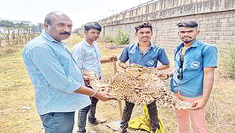 नाशिक : बिबट्याचे कातडी परीक्षण रखडले ; म्हणे मार्चएण्डच्या कामांचा व्याप