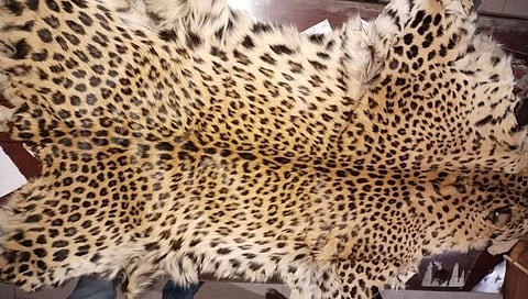 नागपूर : बिबट्याच्या कातडीसह तीन आरोपी ताब्यात