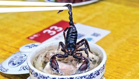 बीजिंग : साप, विंचवाची ‘रूचकर’ डिश