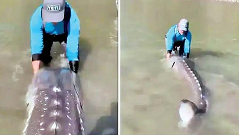 शंभर वर्षांच्या माशास मिळाले जीवदान