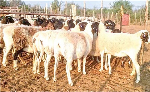 मेंढीपालन