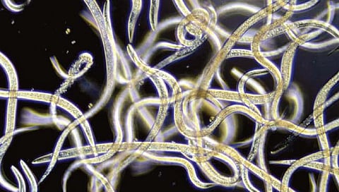 एक मिलिमीटरचा किडाही घेऊ शकतो गुंतागुंतीचा निर्णय