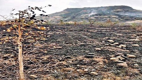 सोलापूर : सांगोला तालुक्यातील कोळात 300 एकर वनक्षेत्र जळाले : प्राणी, पक्षी झाले सैरभैर