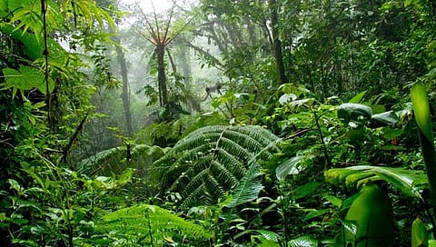 महाराष्ट्रात ६१ हजार चौरस किलोमीटरहून अधिक नोंदणीकृत वनक्षेत्र