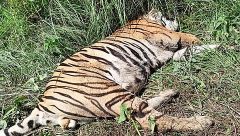 चंद्रपूर : दोन पट्टेदार वाघांच्या झुंजीत एका वाघाचा मृत्यू