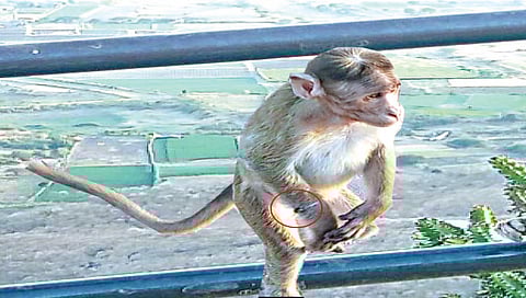 सप्तशृंगगडावरील तारेने जखमी असलेल्या ‘त्या’ वानराला तारेल का वनविभाग?