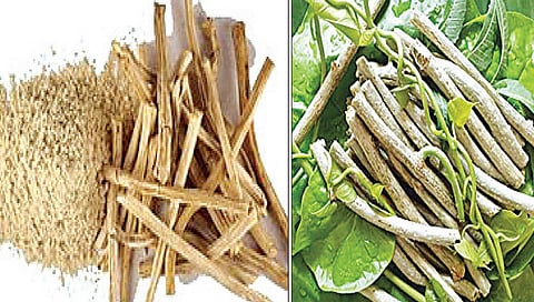 शतावरी आणि गुळवेल कोरोनावर प्रभावी