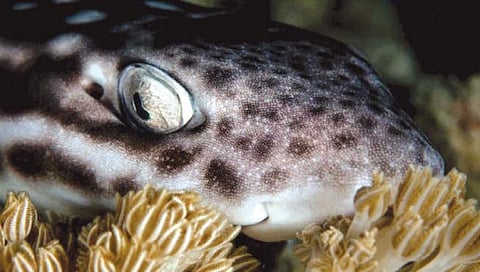 डोळे उघडे ठेवूनही शार्क झोपतात!