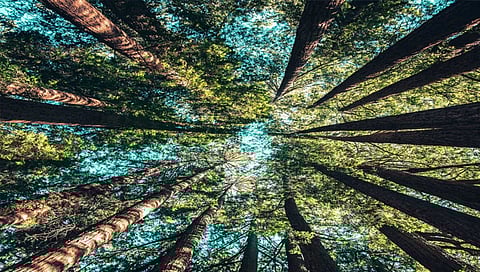 International Day of Forests : आदिवासी भागाला सागाचे आच्छादन