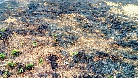 सातारा : ठोसेघरमध्ये 140 हेक्टर वनक्षेत्र बेचिराख