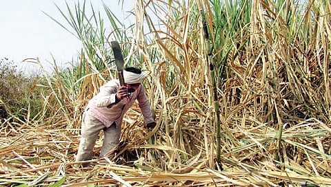 सोलापूर : पिलीव परिसरात ऊस उत्पादक हवालदिल