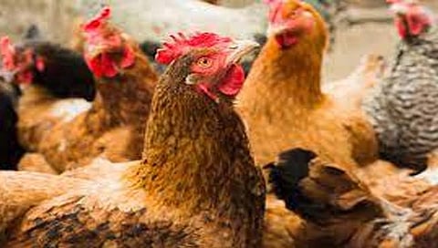 कोंबड्या ठार