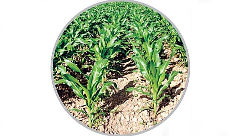 नियोजन : रब्बी पिकांना पाणी देताना काय काळजी घ्यावी?