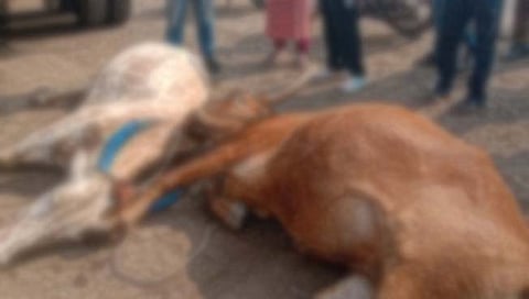 नगर-मनमाड रस्त्यावरील अपघातात महिलेसह तीन बैल ठार