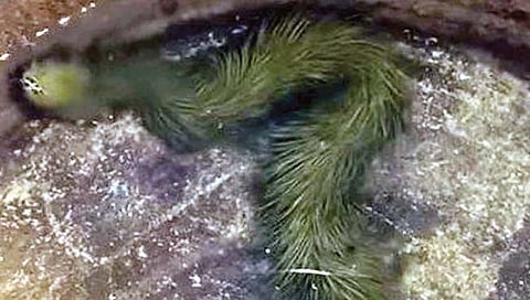 थायलंडमध्ये सापासारखा अनोखा केसाळ जीव