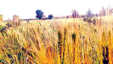 कृषितंत्र : काळ्या गव्हाची लागवड फायदेशीर