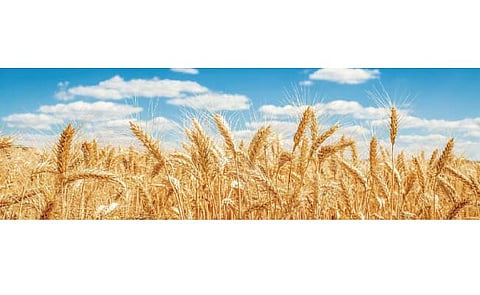 भारताच्या गव्हाला सुगीचे दिवस