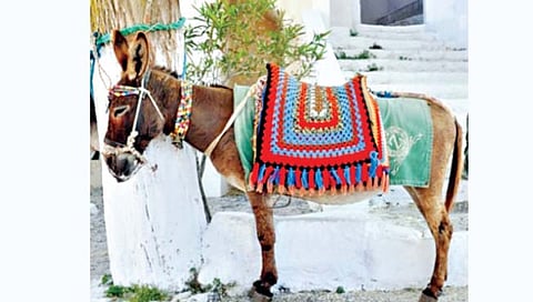 सातारा: जावयाची मिरवणूक? चर्चा तर होणारच!