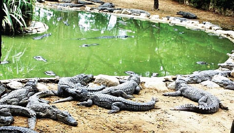 चांदोली पर्यटन क्षेत्रात होणार ‘क्रोकोडाईल पार्क’