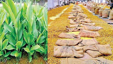 सांगली : सांगलीला कधी लागणार संशोधन केंद्राची ‘हळद’