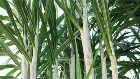 सांगली : उसाचे वाडे 10 रुपयांना तीन पेंढ्या