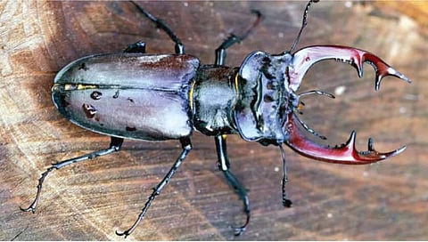 दुर्मीळ किडा : इवल्याशा किड्याची किंमत फक्त 65 लाख