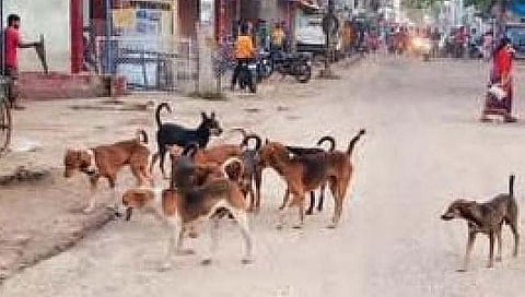 भटक्या कुत्र्यांचा प्रश्न