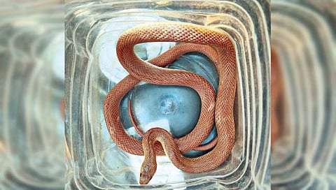 पन्हाळगडावर आढळला दुर्मीळ पट्टेरी धूळनागीण जातीचा साप