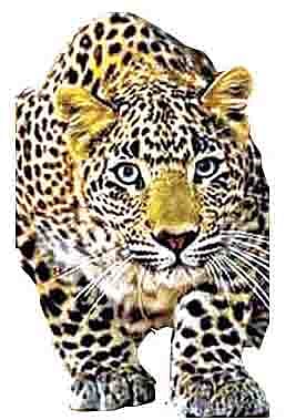 बारामतीला मिळणार बिबट सफारीचा मान; 100 हेक्टरवर प्रकल्प