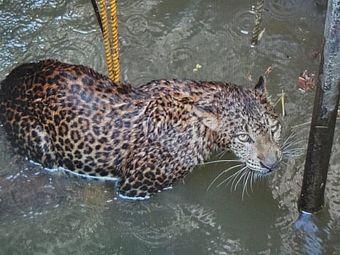 ओतूर येथे विहिरीत मिळून आलेला बिबट्या