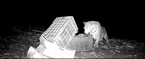 वळती येथील लोंढे मळ्यात उसाच्या शेतात आढळलेल्या बछड्यांना पुन्हा बिबट मादी सुरक्षितरित्या घेऊन गेली हे दृश्य ट्रॅप कॅमेऱ्यात कैद झाले.