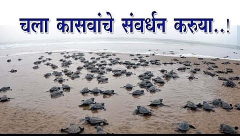 कासव संवर्धन : गालजीबाग येथे होणार मरिन इंटरप्रेटेशन्स सेंटर ;कासव संवर्धनासाठी उपयुक्त