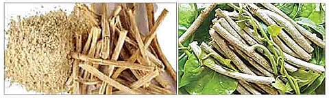 Good News : गुळवेल कोरोनावर प्रभावी; सीडॅकमधील शास्त्रज्ञांचा दावा