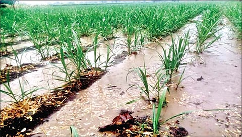 सांगली जिल्ह्याला वादळी पावसाचा तडाखा, पिकांना फटका