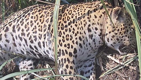 पुणे : राजुरी परिसरात झुंजीत बिबट्याचा मृत्यू ; महिन्याभरात दुसरी घटना