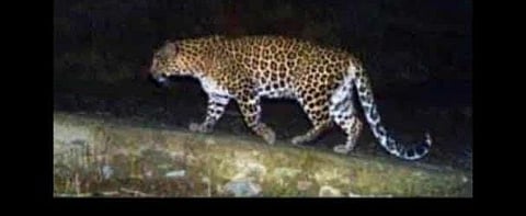 चाकणयेथील मर्सिडिज बेंझ कंपनीत शिरत असतानाचे पूर्ण वाढ झालेल्या बिबट्याचे छायाचित्र