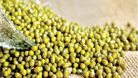 रब्बी पिकानंतर घ्या उन्हाळी मूग पीक, पेरणी कशी करावी?