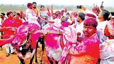 Bullock cart race