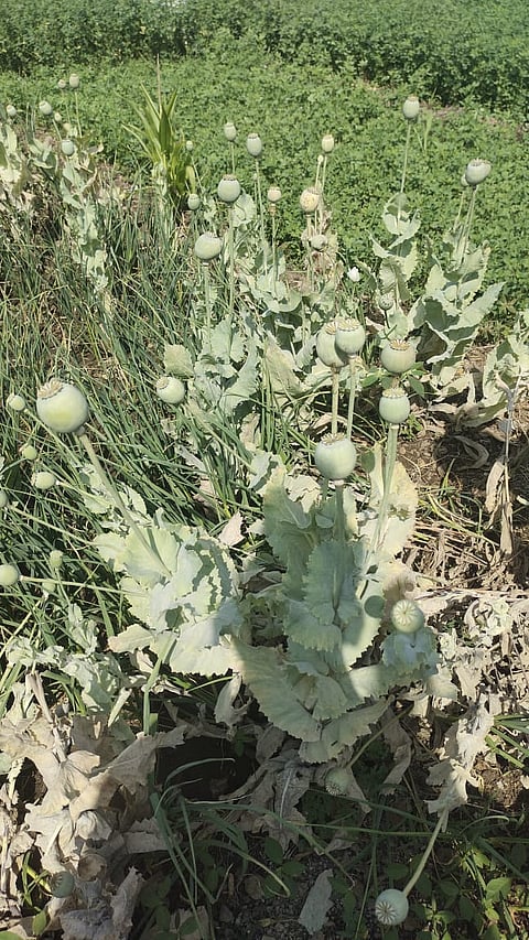 वरकुटे बुद्रुक येथे केलेली अफुची शेती.