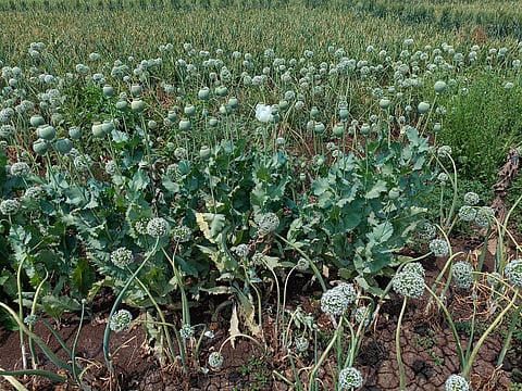 ओतूर पोलिसांनी ताब्यात घेतलेली अफूची झाडे.