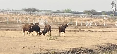 सुपे गावानजीक मनुष्य वस्तीलगत चार रानगवे समूहाने आढळल्याने ग्रामस्थ व शेतकऱ्यांमध्ये भीतीचे वातावरण निर्माण झाले आहे छाया : सुदाम नेवसे सुपे.