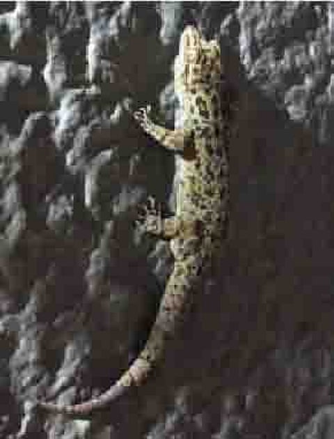 धायरी येथील शिवकालीन खंडोबा मंदिरात आढळलेली दुर्मिळ दगडी पाल.