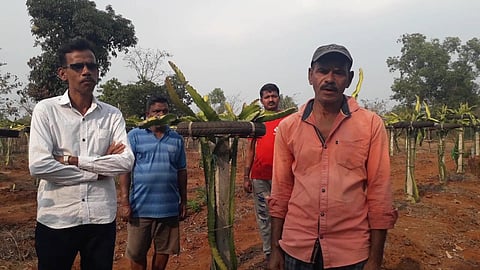 Dragon Fruit Cultivation : आधुनिक शेतीचा मंत्र, दापोलीत पहिल्यांदाच फुलली ड्रॅगन फ्रूटची शेती