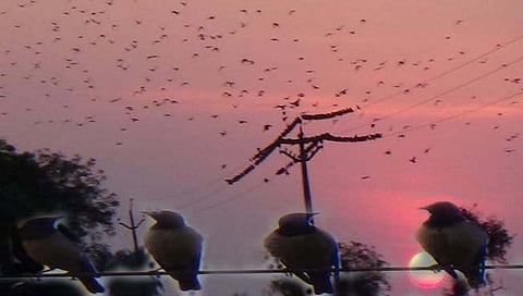 सांगली : युक्रेनमध्ये युद्ध आणि हजारवाडीत रंगल्या कवायती, हजारो युरोपियन पाहुण्यांचे संचालन