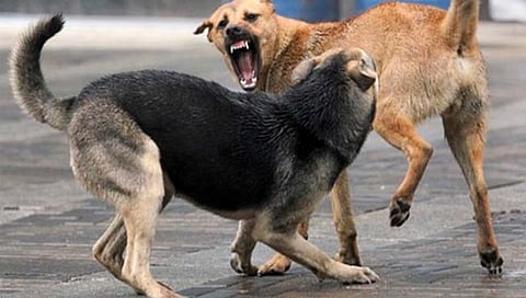 भटक्या कुत्र्यांना लोकांनी खाऊ घालणे योग्य की अयोग्य ? फैसला आता सर्वोच्च न्यायालय करणार !